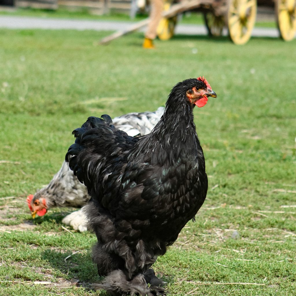 A close-up of a chicken on the farm at Fort William Historical Park